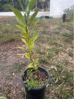 Citrus seedling