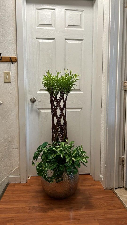 Beautiful Willow Plants 