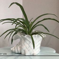 Live Spider Plant in a White Fire Glazed Clay Conch Shell Planter Made in Portugal 