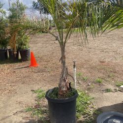 Queen Palm Trees