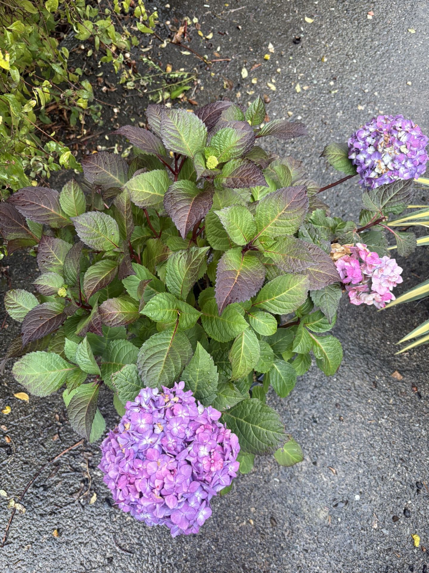 Bloom Struck Hydrangeas