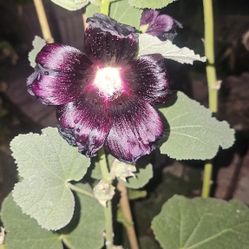 Hollyhock Nigra/Burgundy Color / Vara De San Jose color Negra/borgoña