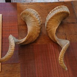 Natural ram's horn pair