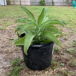 LARGE Mother Of Thousands Succulent Plant 