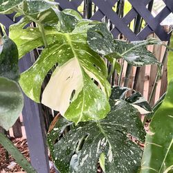 Plants Variegated Giant Golden Pothos Climbing hawaiian Live Plant 