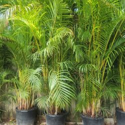 Gorgeous Arecas Palms For Inmediate Privacy!!! About 9 Feet Tall!! Fertilized 