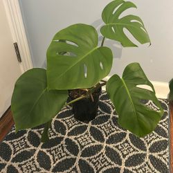 Monstera Deliciosa 