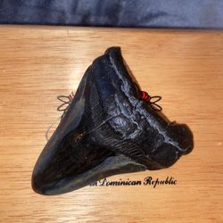 megalodon Shark Tooth 