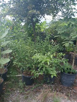 Nighblooming jasmine 7gl $35🌱galan de noche