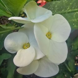Corona De Cristo blanca
