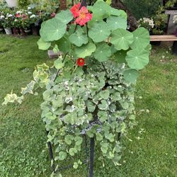 Outdoor Plant 