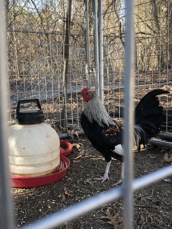 Gallos jiro negro game fowl roosters stags gallinas hens. Proven RH pairs or trios.