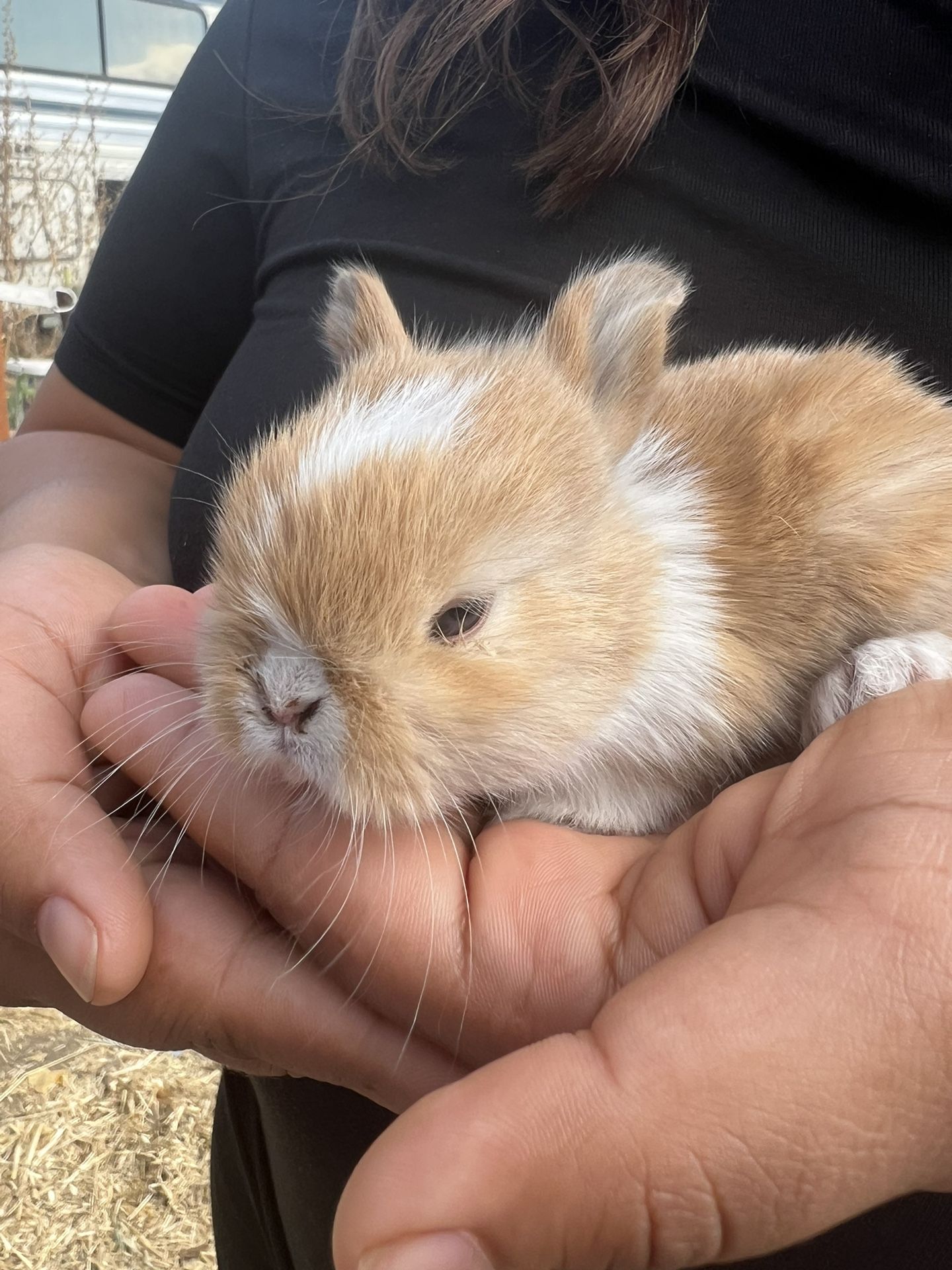 Rabbit Manure for Sale in Lake Elsinore, CA OfferUp