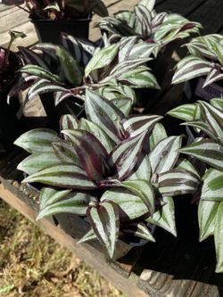 tradescantia zebrina $5 each