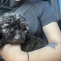 Miniature Poodle Puppy