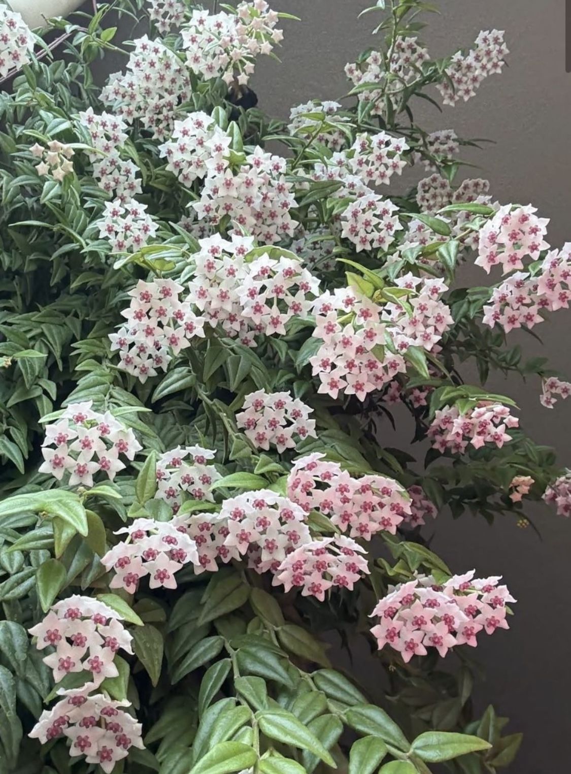 Hoya Bella Blooming All Tine