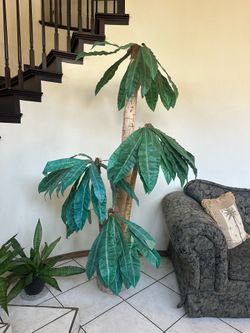 7ft palm tree