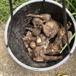 Pink Lady bulbs 