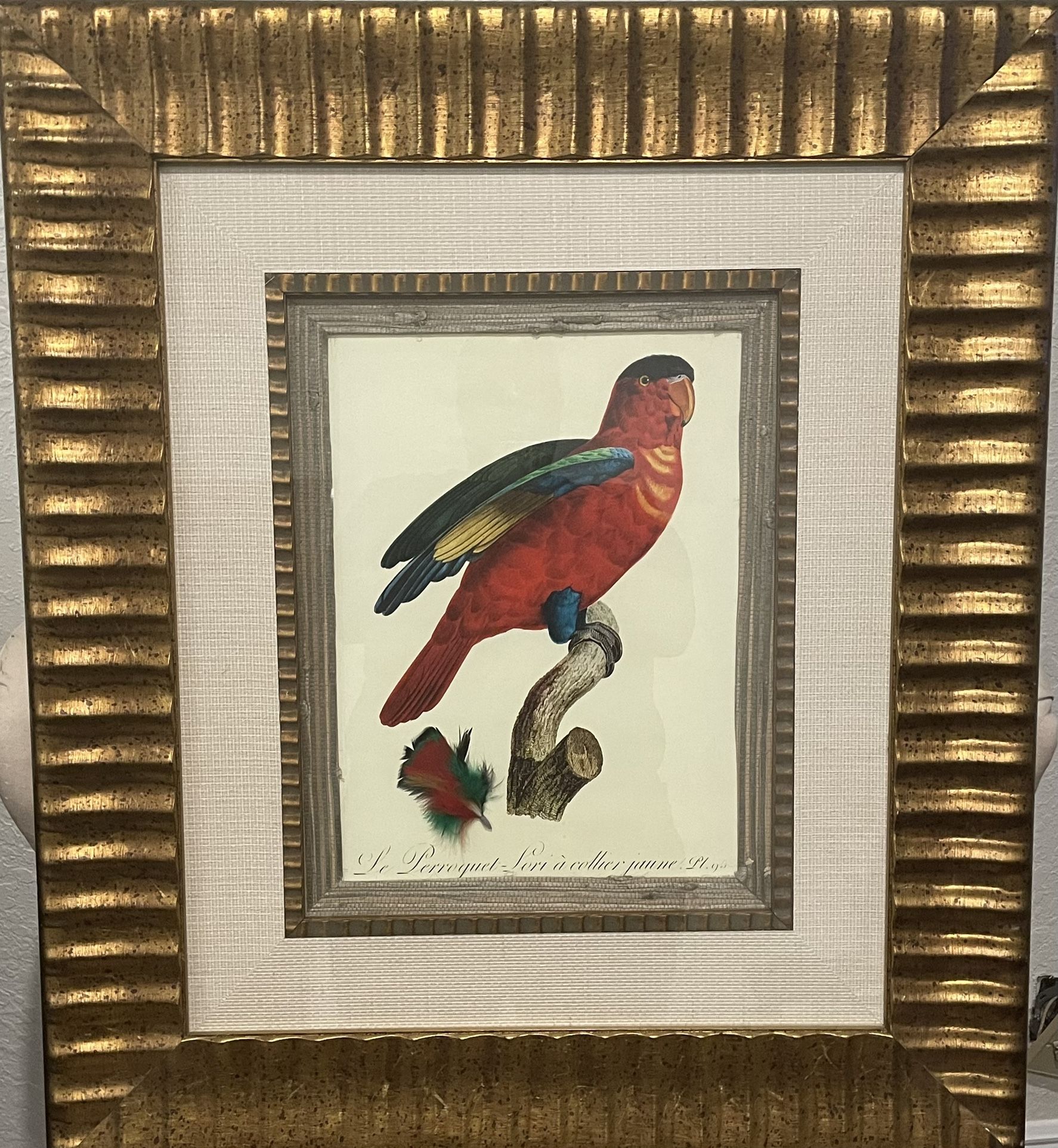 Barraband Parrot Framed Art Print – Gold Frame – 27x31