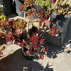 Tree Aeonium