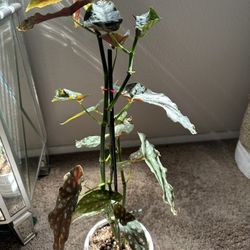 Begonia maculata Spotted Plant 