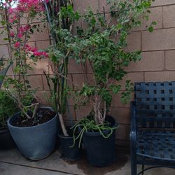 Bugambilia 15 Galones