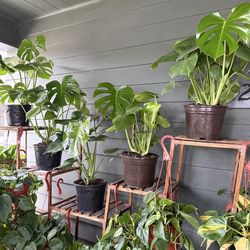 Tons of houseplants or indoor plants for Sale