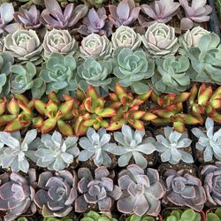 Premium 2 Inch Succulents.  $1 each. 