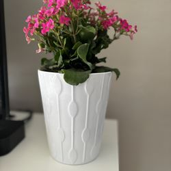 Plant and Ceramic Pot INCLUDED - Kalanchoe blossfeldiana