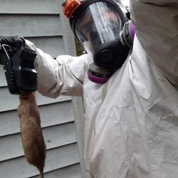 INSULATION REMOVALS 