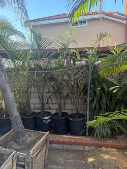 Queen palms