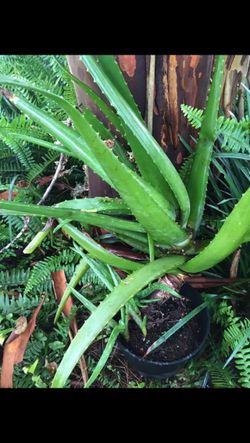 This beautiful Aloe Vera miracle plant with baby’s !$25 !good for your skin,hair and ...