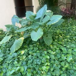 Elephant Ear Plants $15