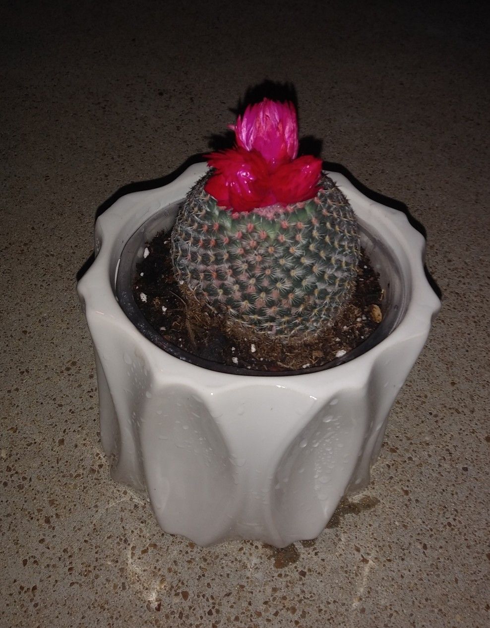 Cactus house plant