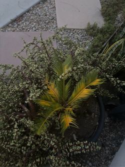 Free Sago Palm in need of a loving home