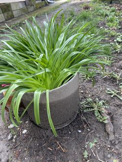 Plastic Grey Container With Plant 