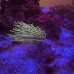 Coral