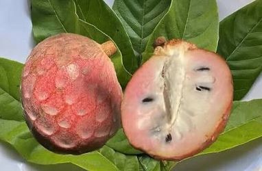 Cherilata Trees, Grafted, Cherimoya Reticulata Cross