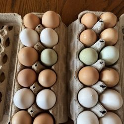 Fresh Fertilized Chicken Eggs For Hatching 