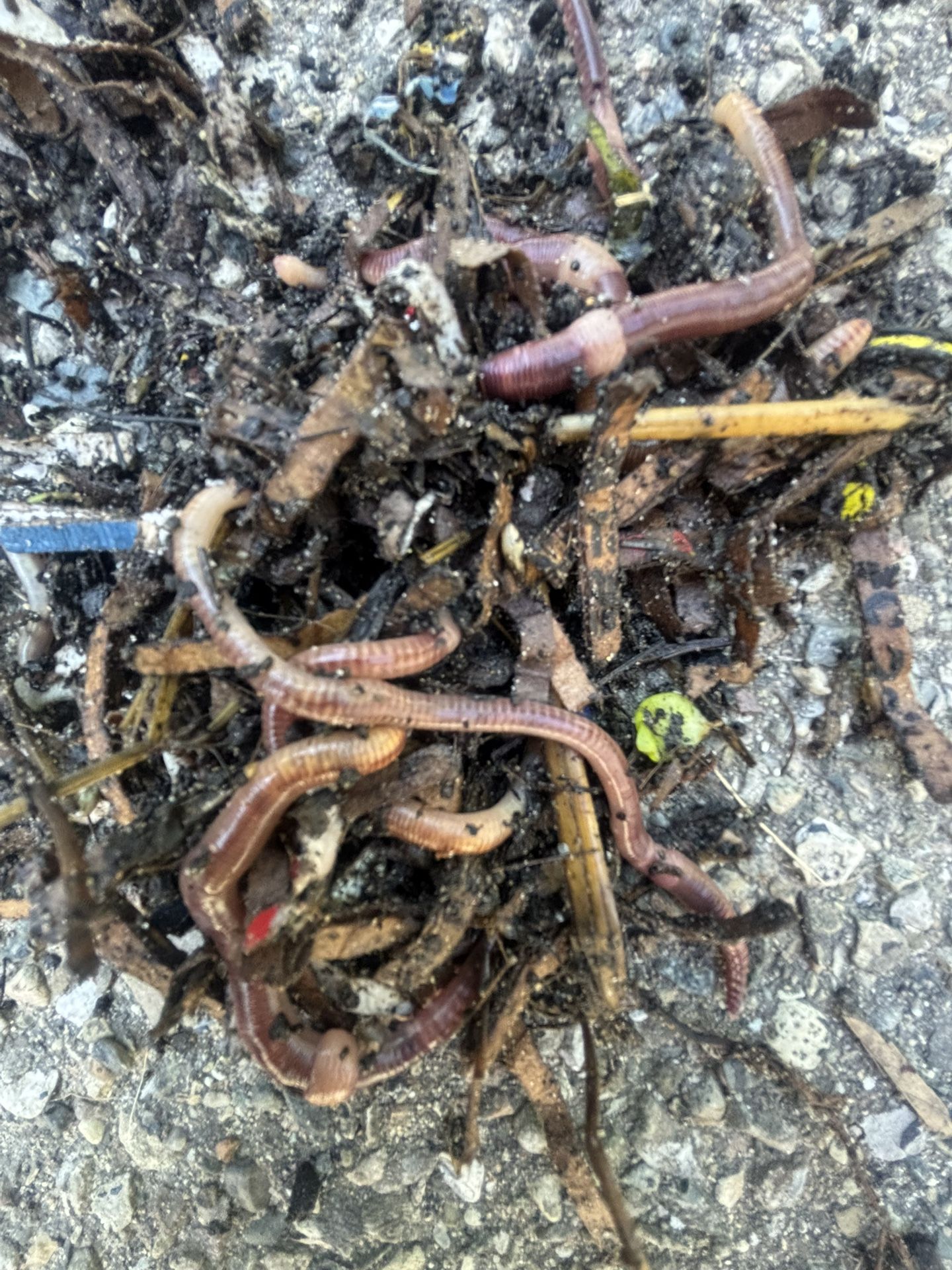 red Wigglers