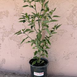Chiltepin & Chile de Arbol Pepper Plants