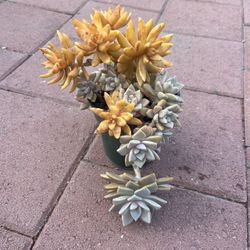 Beautiful Yellow Sun Succulents Plant Flower In Pot Home Patio Yard Garden Lawn Design 