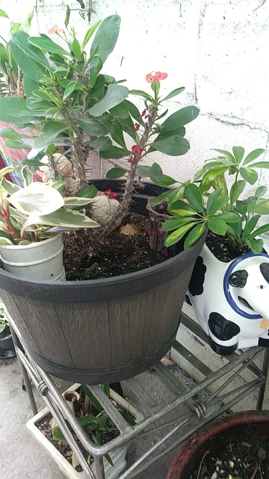 Plants stands pots for sale