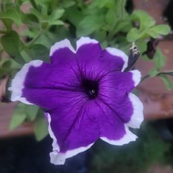 Blue And White Bicolor Hula Hoop Petunia Flower Plants! Several Colors Available! 