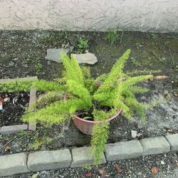 Foxtail Fern Plants With Big Pot