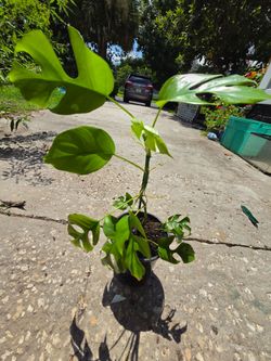 Mini Monstera Plant