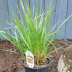 Carl Foerster Reed Grass Plant 1 Gallon