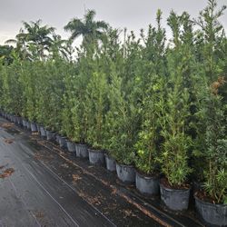 podocarpus  over 6 feet tall Instant Privacy Hedge For Fence Green Full Ready for planting