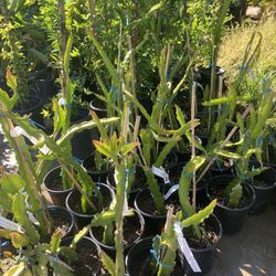 🍉 Dragon Fruit – Now Available at Adam Hall’s Garden Center! 🍉
