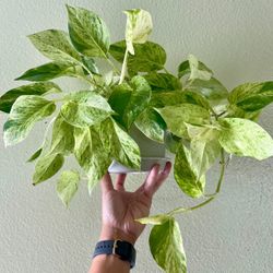 Marble Queen Pothos Potted Healthy Indoor Plant in Plastic Pot with Base